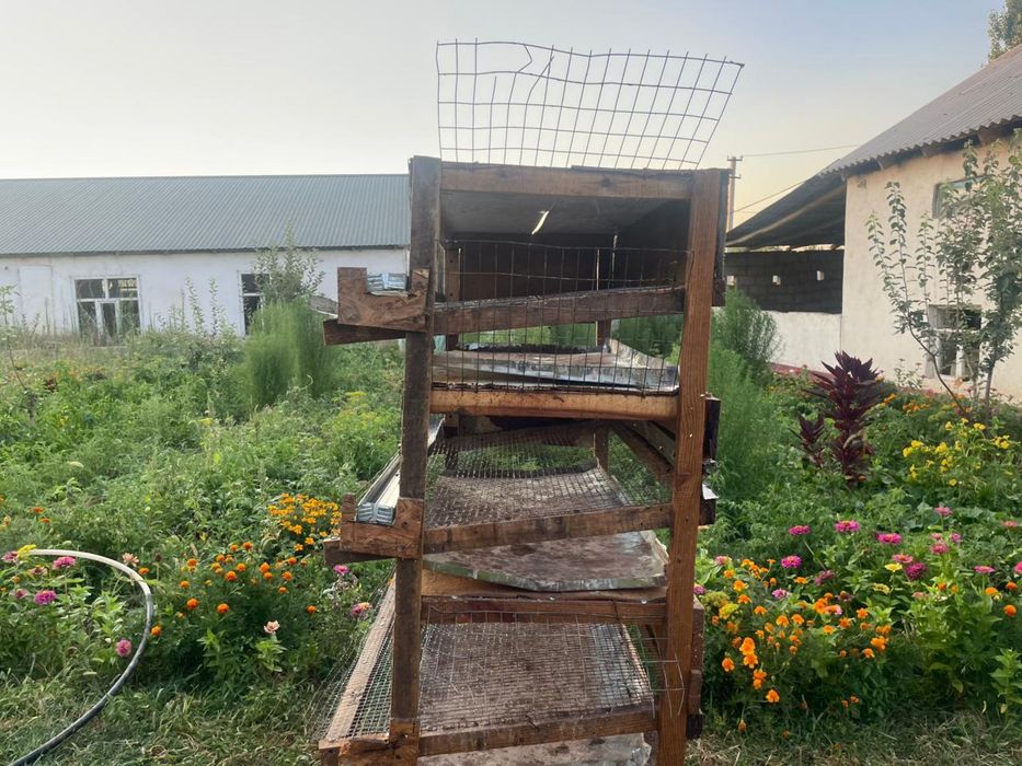 Бодене кора бу/у