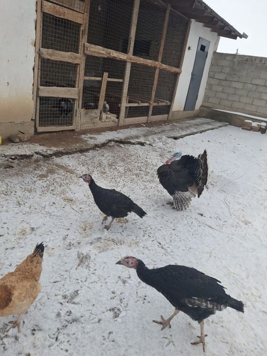 Үндіктер сатылады. 2 мекен, 1 қораз.