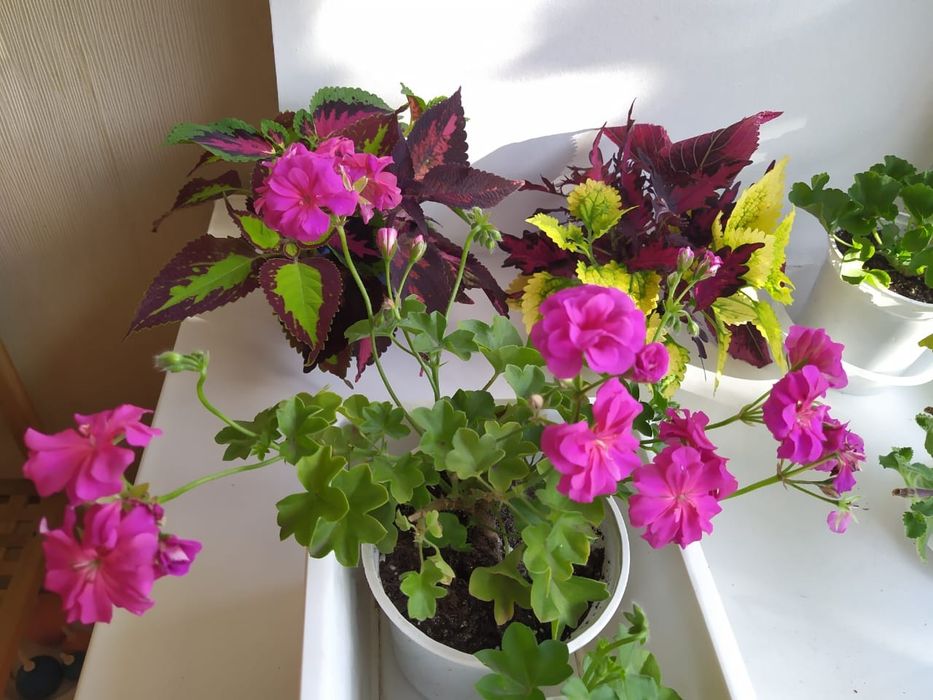 Пеларгония, Герань