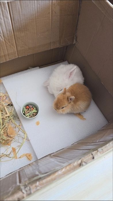 Oddiy sovg‘alardan charchadingizmi?