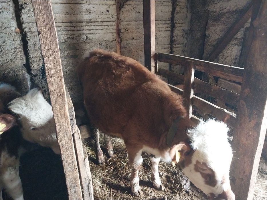 Продам тёлочек..