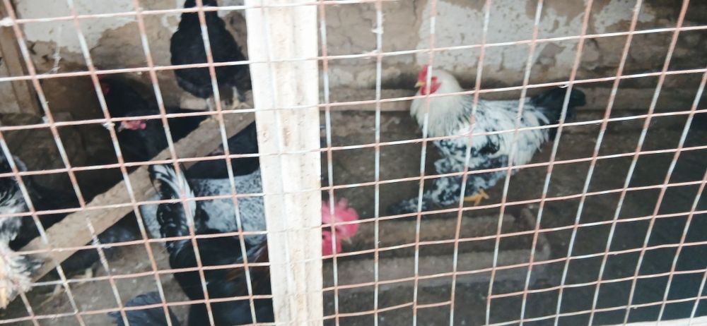 Срочно продаются Питухи