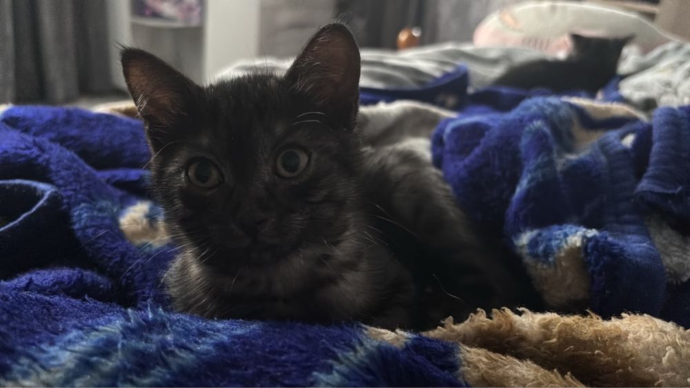 Отдам котят в хорошие руки