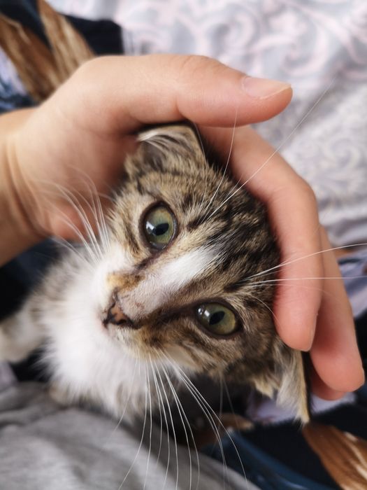 Котенок мальчик 2мес