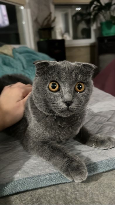 Отдам в хорошие руки