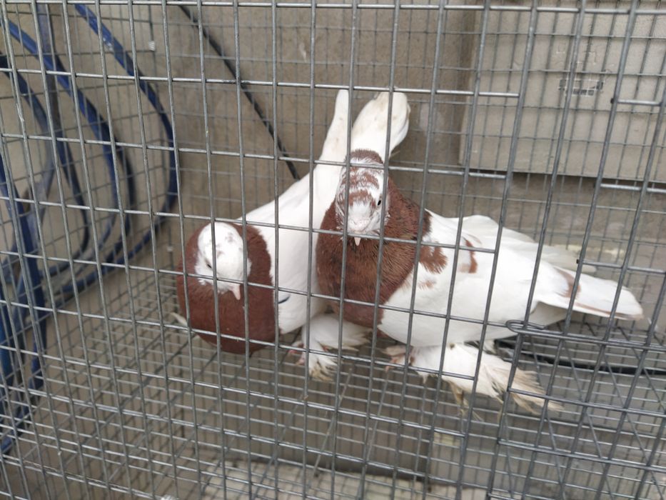 Пара Капканы готовые