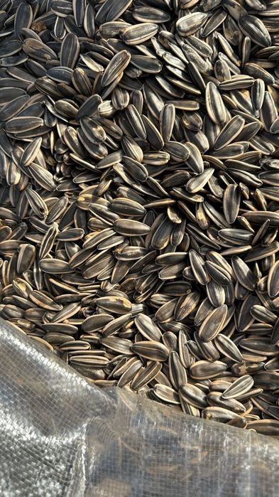 Семечки крупные...