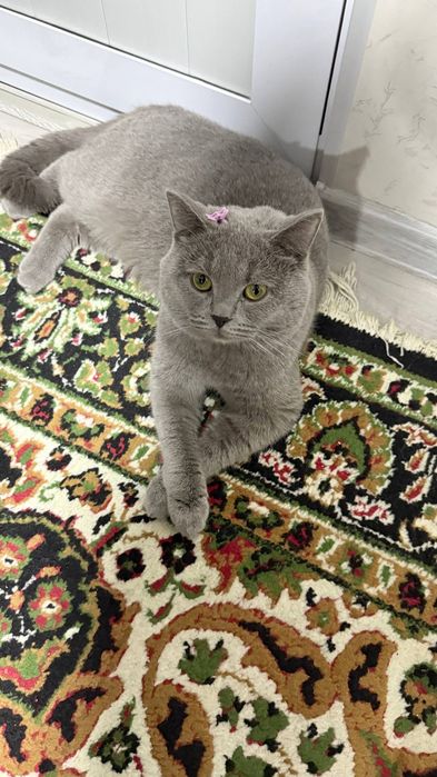 Scotish strayt mushuk