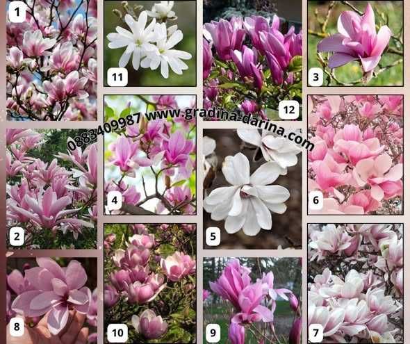 Магнолии/ Magnolia