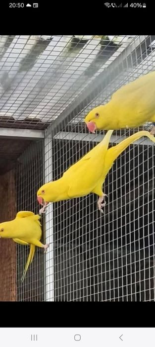 Vând micul Alexandru blânzi  și maturi  de reproducere