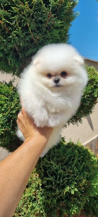 Померан померанче