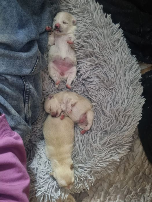 Готовы к продаже щенки шпица