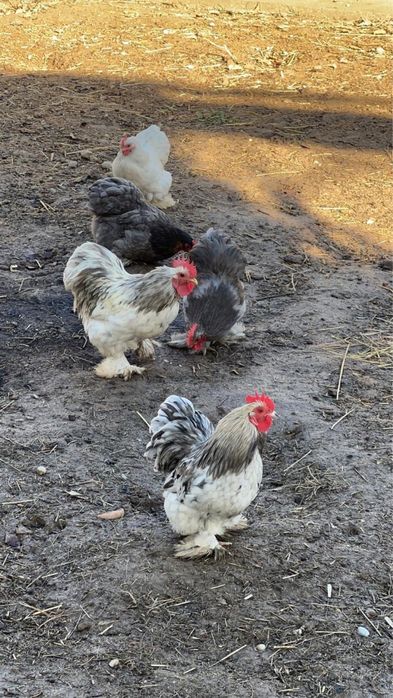 Хокинкин карликовый