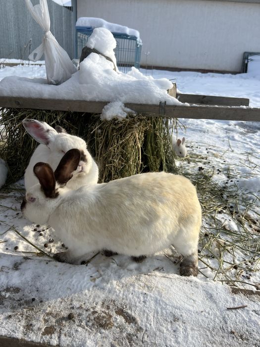 Кролики калифорнийская
