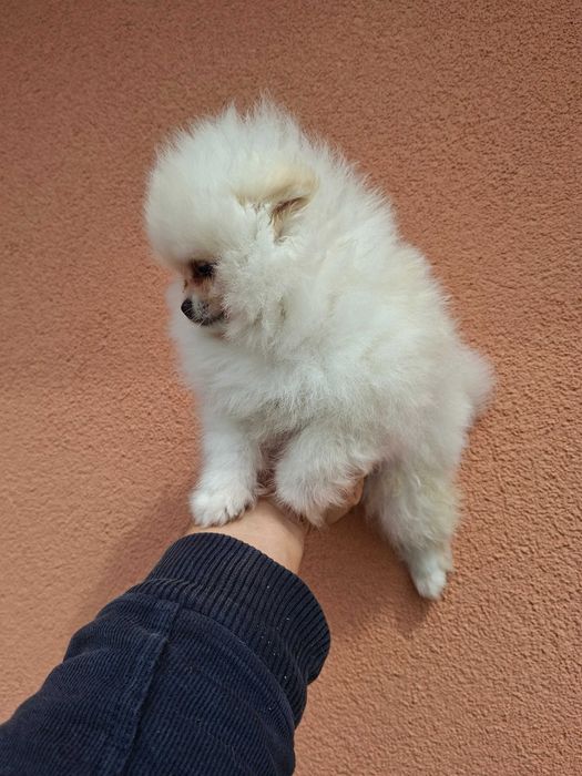 Предлага се Померански шпиц