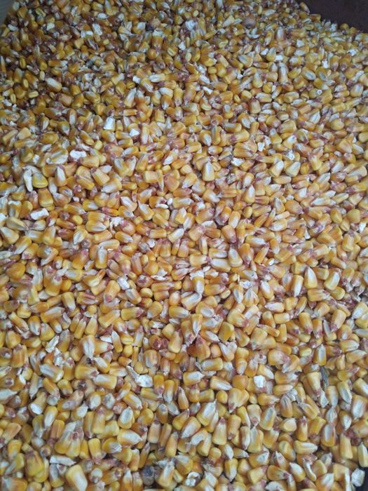 Vând porumb boabe