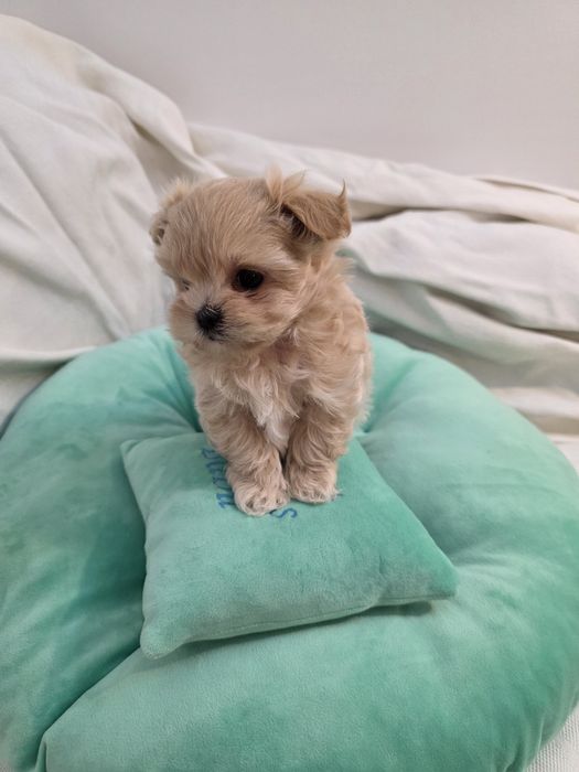 Maltipoo teacup, mini toy