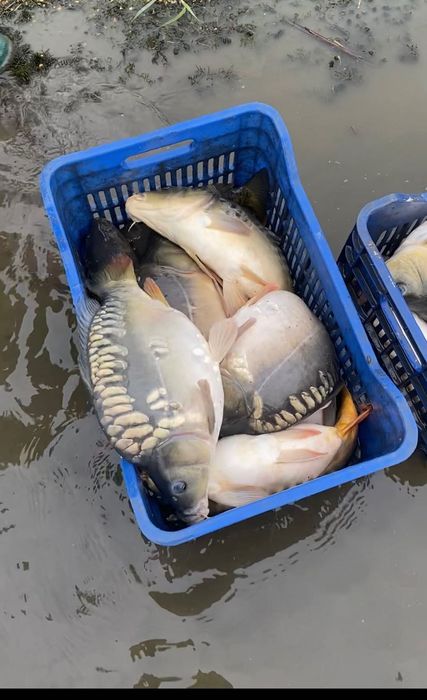 Продавам   Шаран