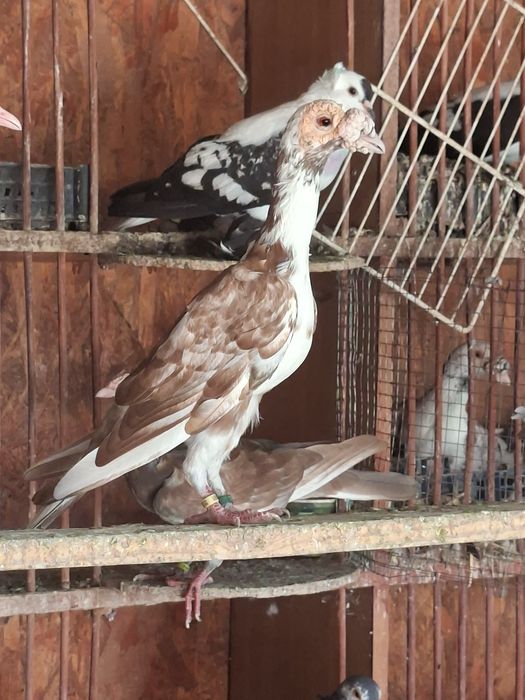 Porumbei carieri