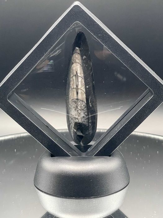 Черният Обелиск: Полиран Ортоцерас в 3D рамка – Фосил