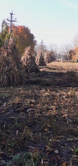 Porumb 2025 Octombrie-Noiembrie