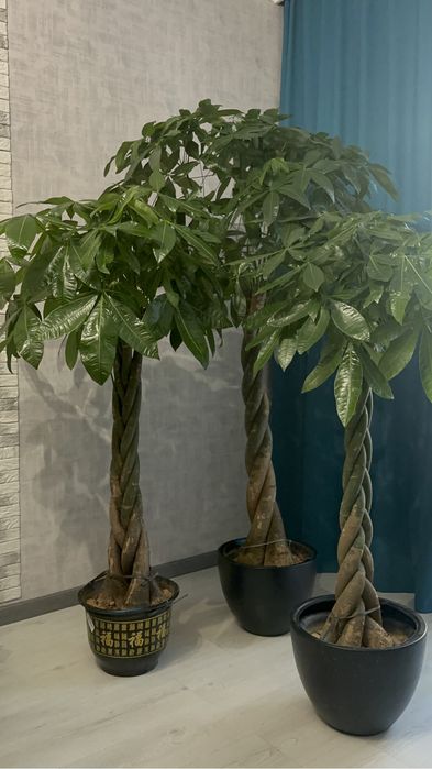 Дерево Бонсай 145 см