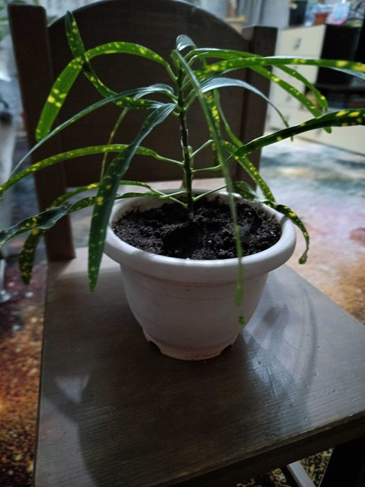 Продам комнатные растения