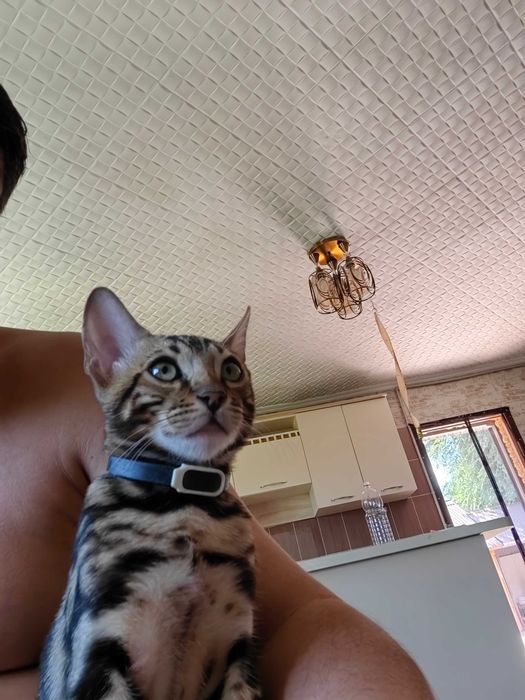 Бенгальский кот чистый