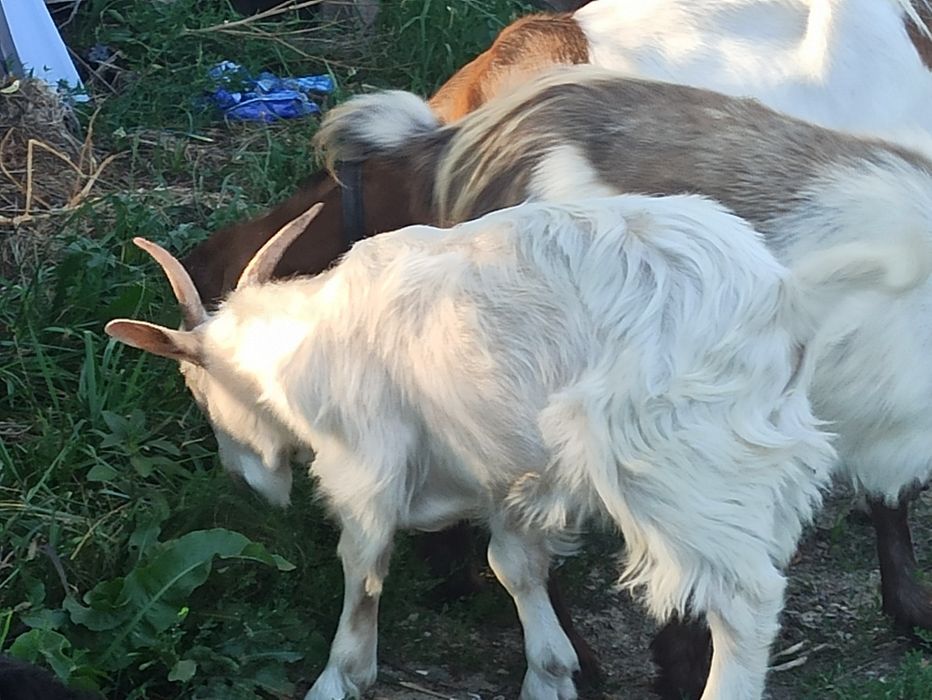 Vând opt capre și doi tapii
