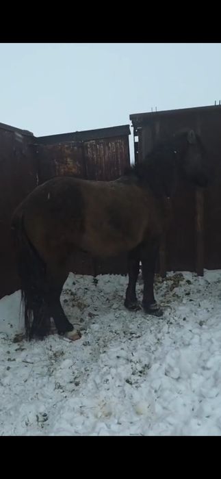 2022ж полутяж дөнен сатылады