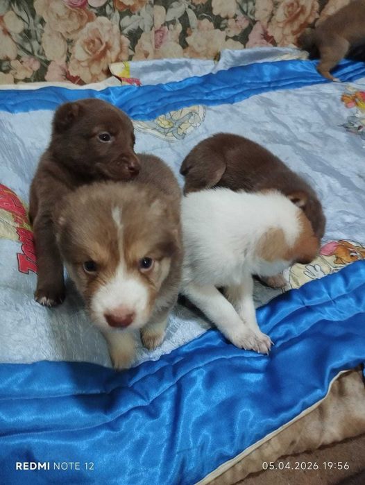 продам очаровательных малышей