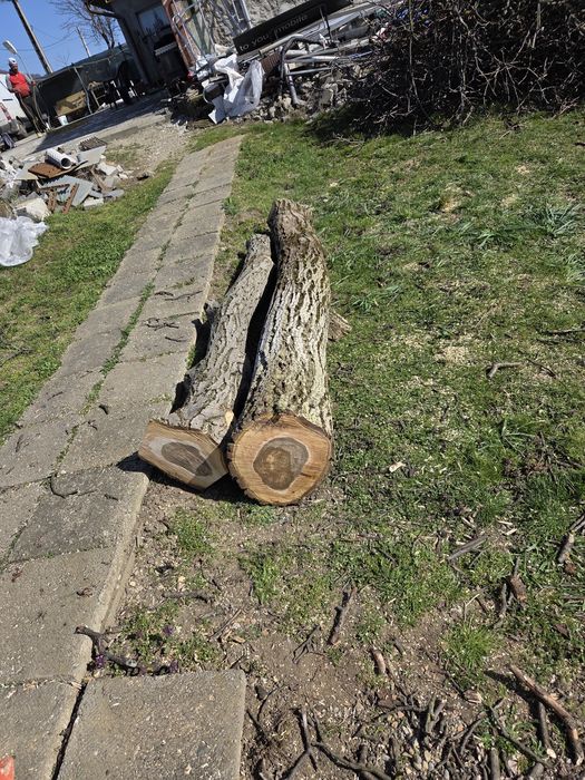 Copac buștean de nuc