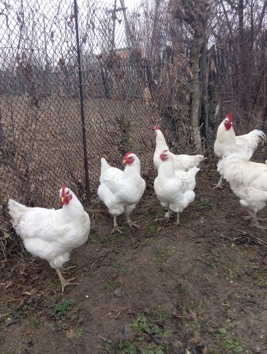 Яйцо Джерсийский гигант