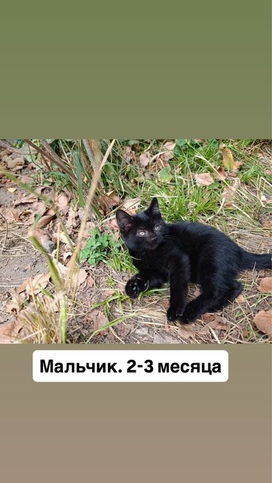 Отдам котят в добрые руки