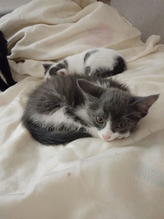 Котята,мальчики,2 мес,домашние,чистые и воспитанные-в добрые руки