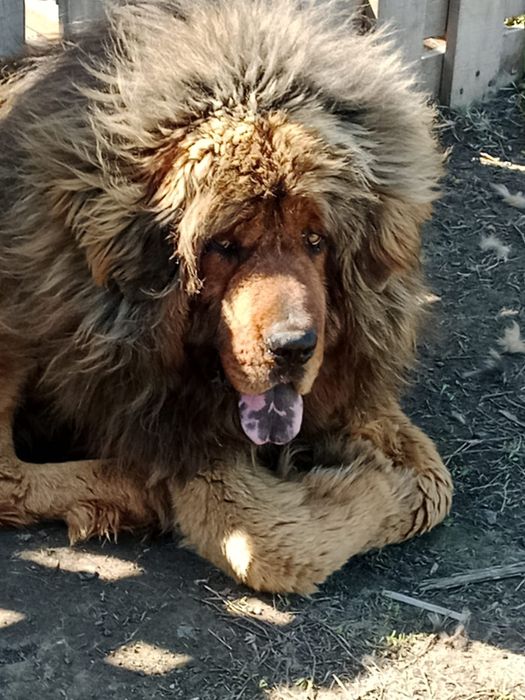 Продается Тибетский Мастиф