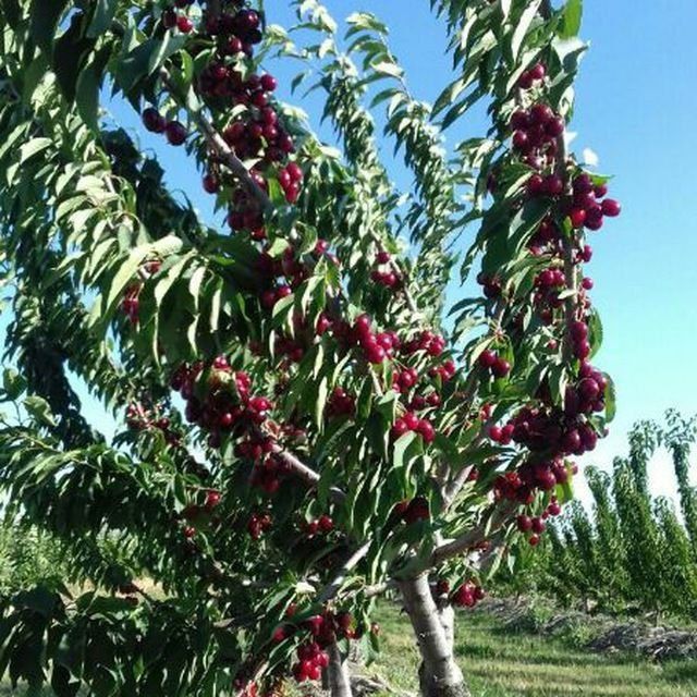 Хамма турдаги сифатли кучатлар бор