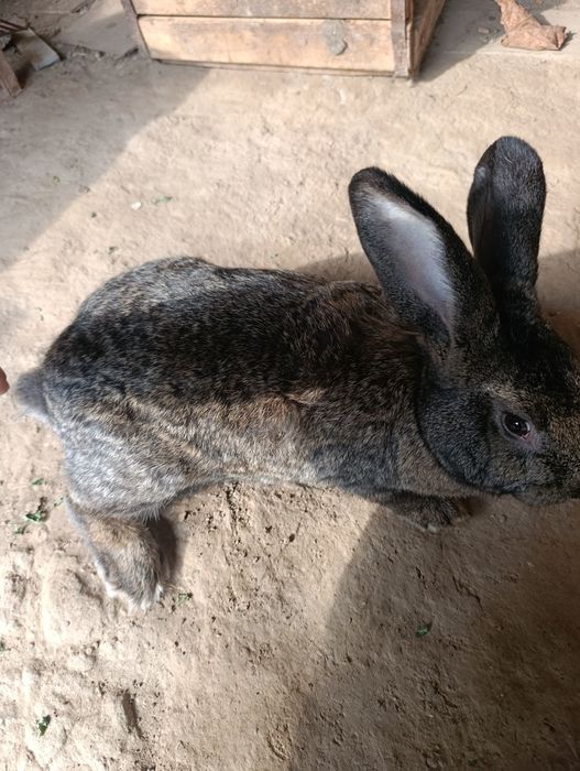 Quyon 10 oylik urĝochi 1 marta tuĝdi .