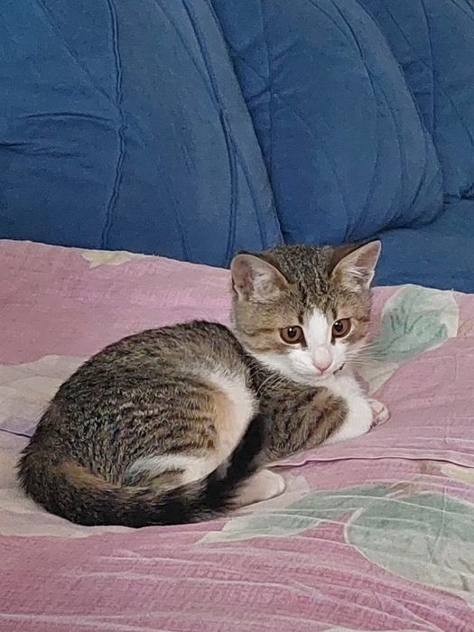 Кошка домашняя….