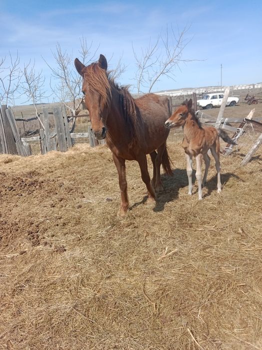 Лошади кабалы и жерибята