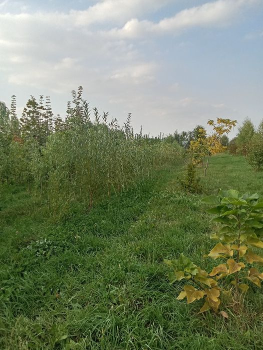 Катальпа от3м до 5