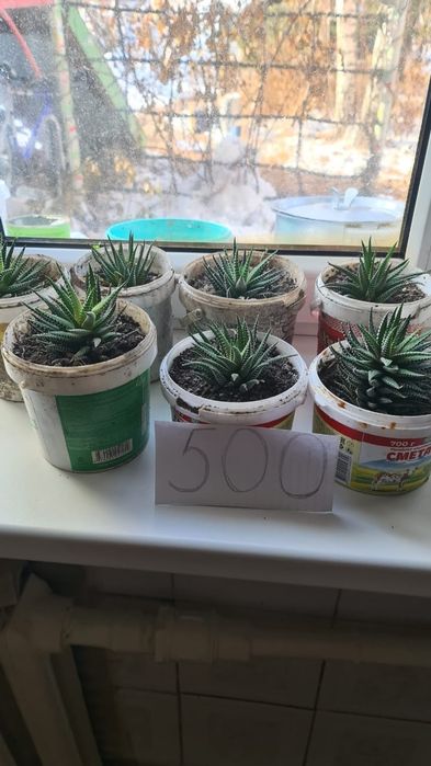 Комнатные растения