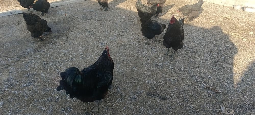 Яйцо для инкубаций