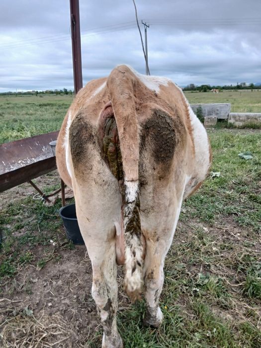 Vand vaca de 10 ani baltata românească