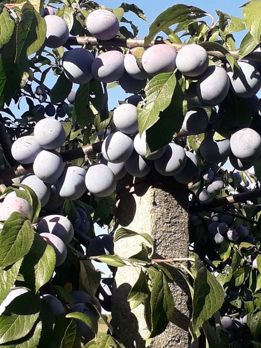 Vând prune anna speth