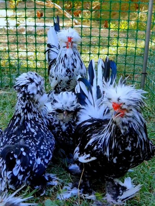 Султанка Тек балапандары 3-ай