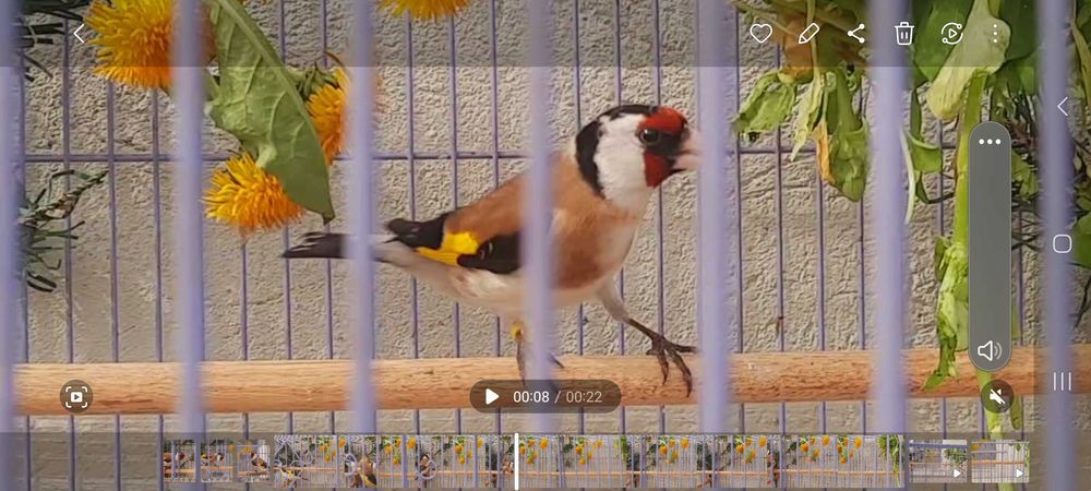 Продаётся щегол черноголовый.