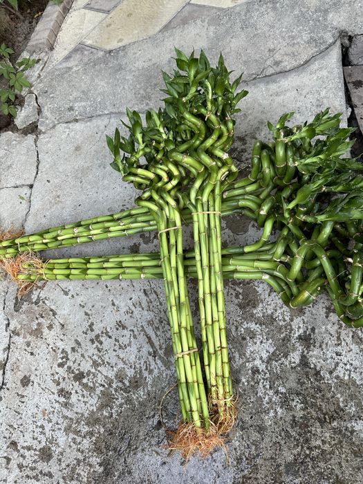 Бамбук 70 см и 1 м