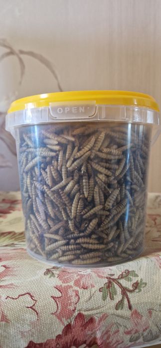 Продаётся сушеная личинка чёрной львинки