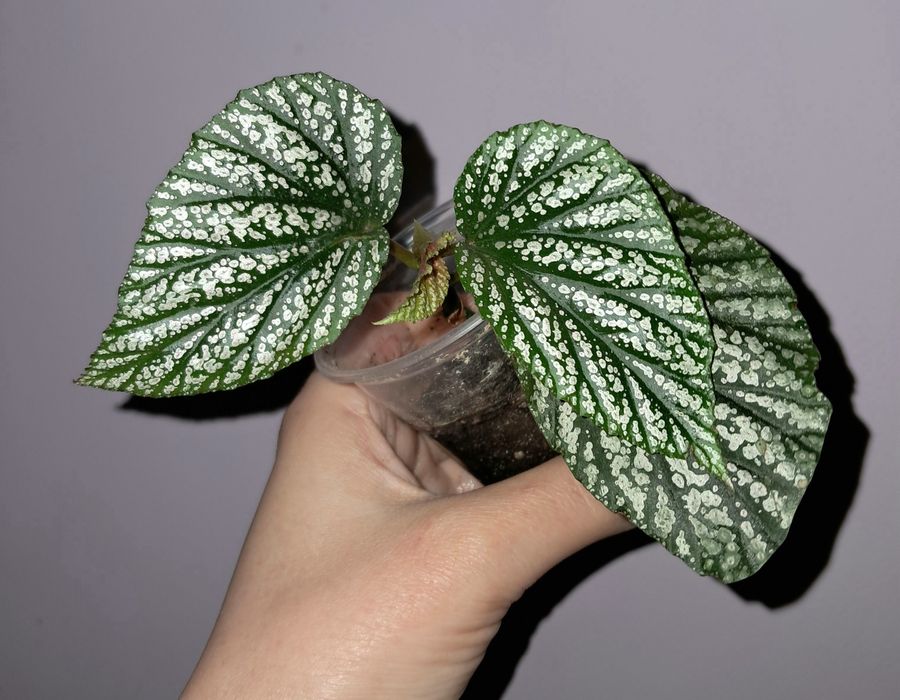 Бегония Серебристо-Крапчатая